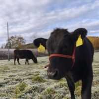 1_霜の降りた放牧場