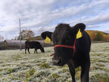 1_霜の降りた放牧場