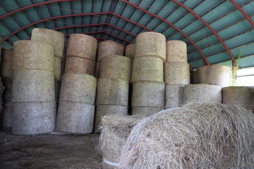 4_ひとのわが食べる草