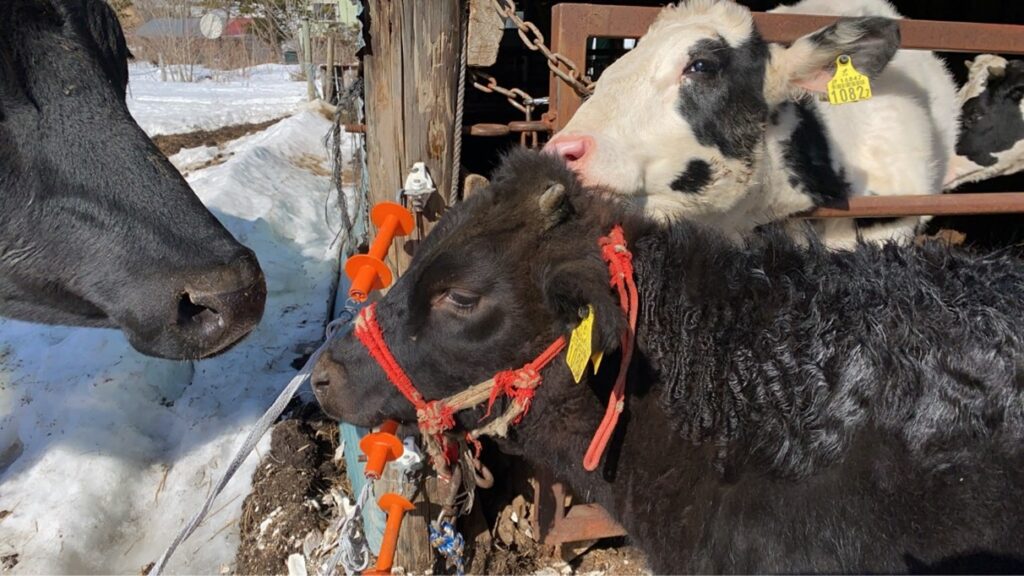 お姉さん牛に毛づくろいしてもらい気持ちよさそうな、ひとのわ