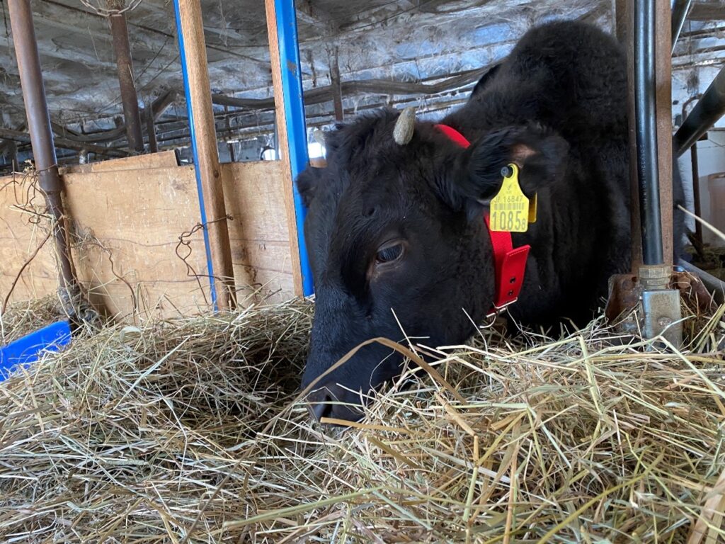 勢いよく牧草を食べるひとのわ