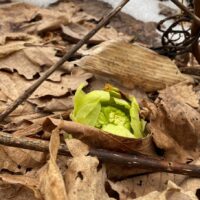 蕗のとうが顔をだしてきました