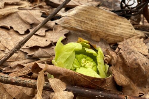 蕗のとうが顔をだしてきました