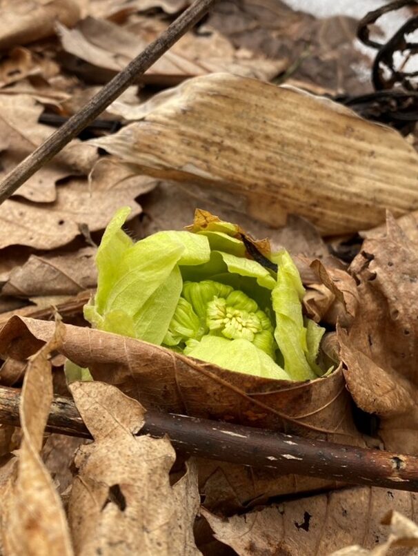 蕗のとうが顔をだしてきました