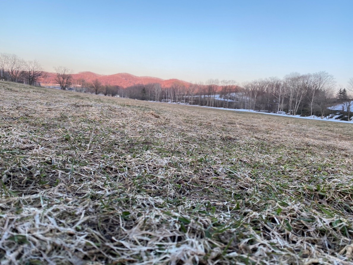 霜のおりている牧草地