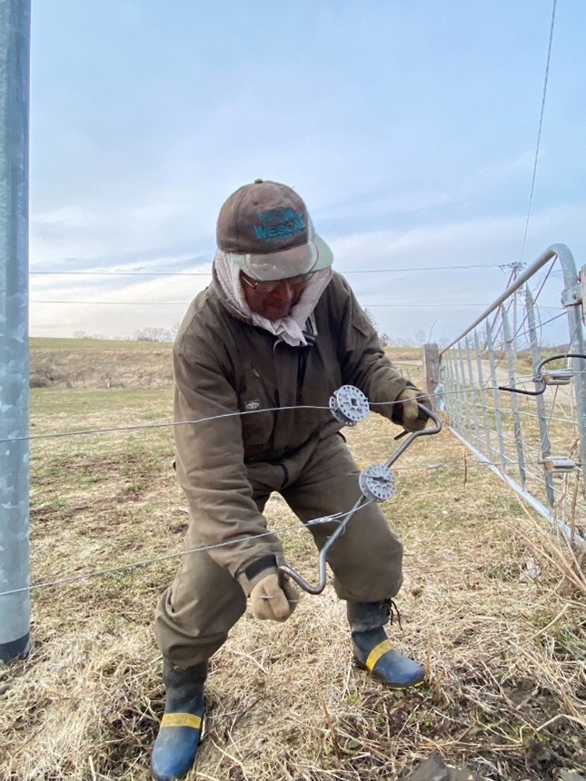 牧柵張り直し作業