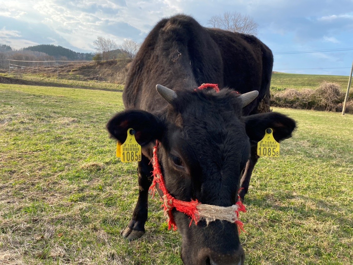 ひとのわ放牧再開