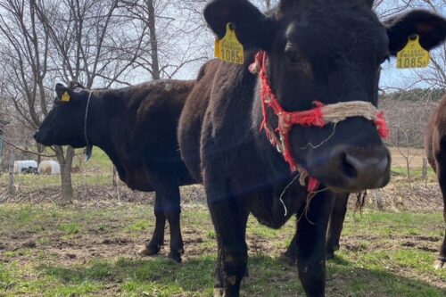 ひとのわと母牛