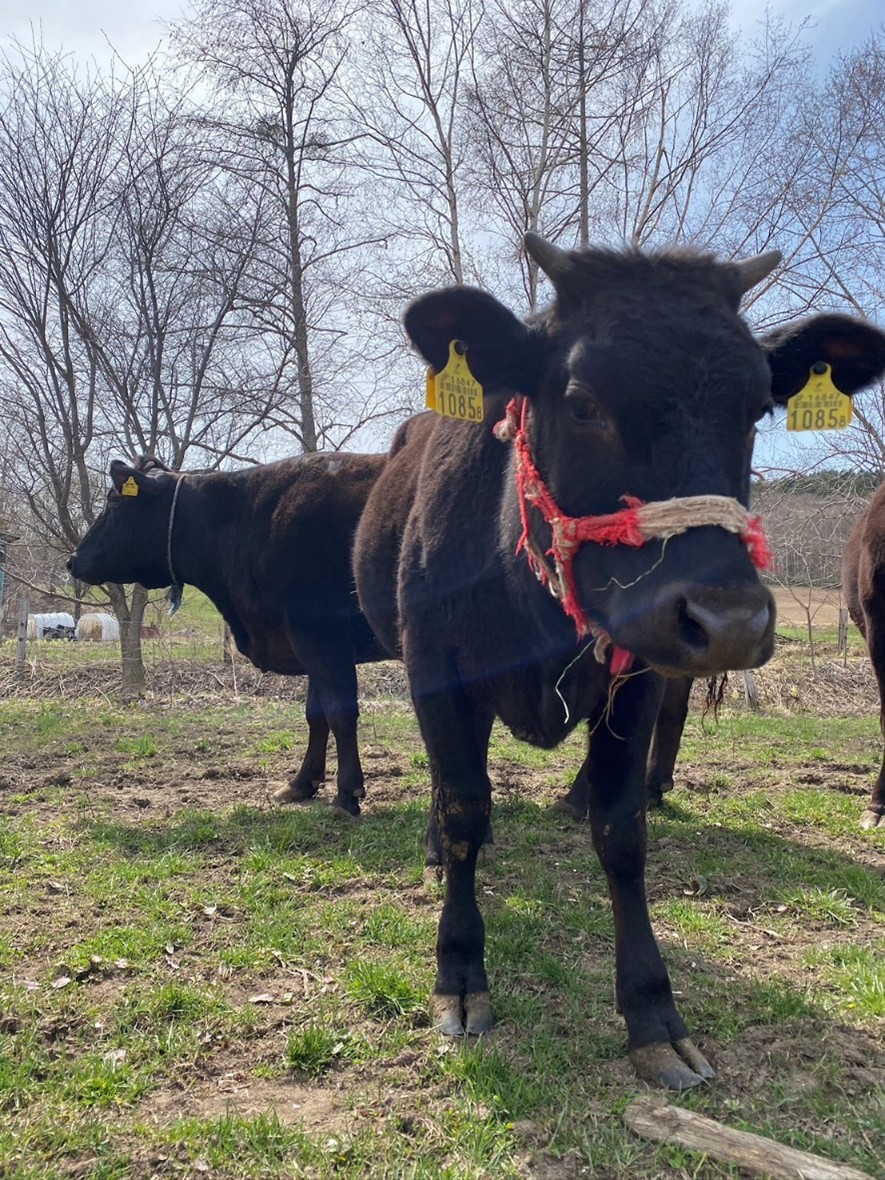ひとのわと仲間の牛たち
