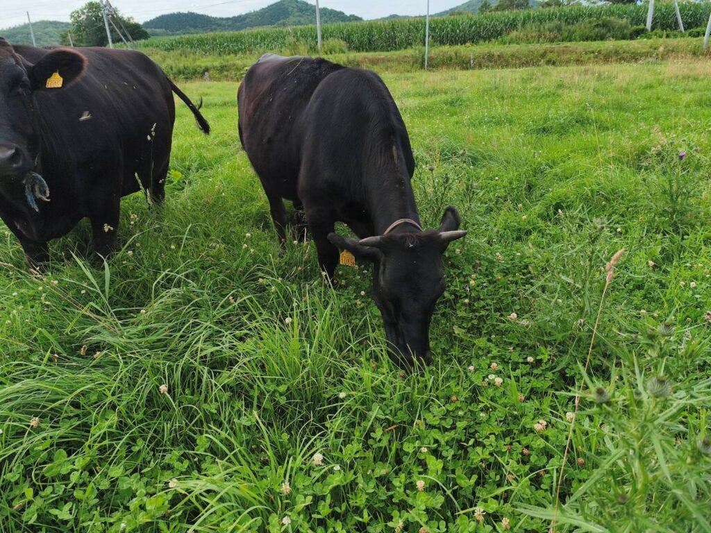 牧草を食べるひとのわ