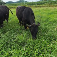 牧草を食べるひとのわ